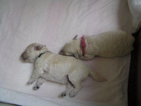 CARINO "Cestovatel" a CERES "Cácorka"